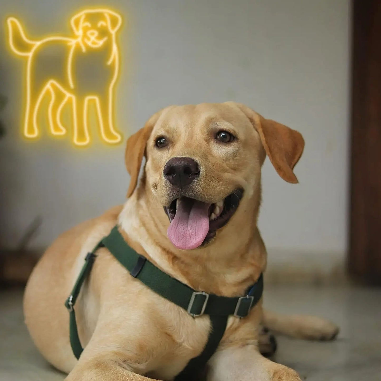 Golden Glow Lab